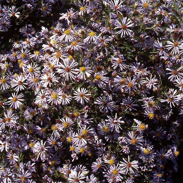CALICO ASTER